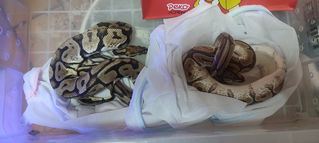 從原飼主房間救援出來的兩條球蟒